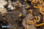 Armadillidium depressum - Image 3
