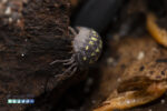 Armadillidium depressum - Image 2