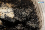 Springtails