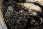 Springtails - Image 2