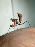 Deroplatys Desiccata
