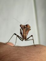 Deroplatys Desiccata - Image 4
