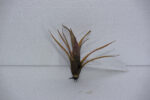 Vriesea saundersii Mini - Image 2