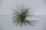 Tillandsia magnusiana