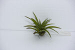 Tillandsia velutina - Image 2
