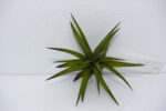 Tillandsia velutina