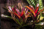 Neoregelia Super Fireball - Image 2
