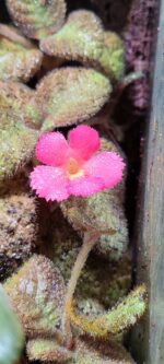 Episcia "Pink Panther" - Image 2