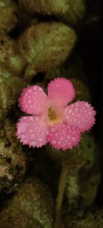 Episcia "Pink Panther"