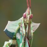 Idolomantis diabólica - Image 2