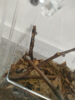 Terrario Made for Pets - Image 5