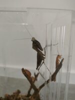 Terrario Made for Pets - Image 3