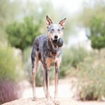 Kong Extreme - Image 3