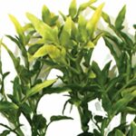 Decoração Croton Plant – Komodo - Image 2