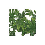 Decoração Papaya Leaf Vine – Komodo - Image 2